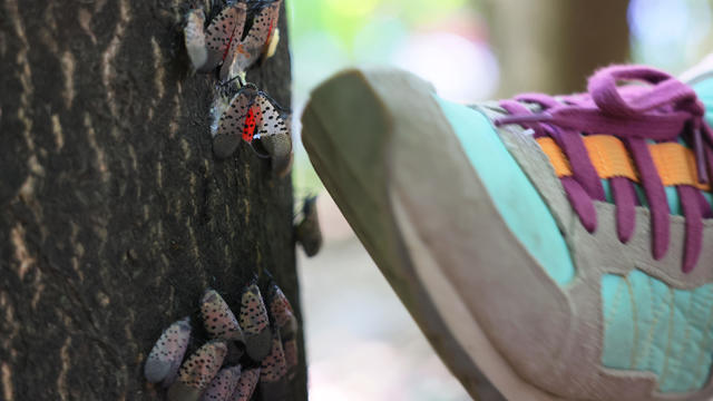 Invasive Species Spotted Lanternfly Permeates Across Northeast With Fears They Could Spread Further 