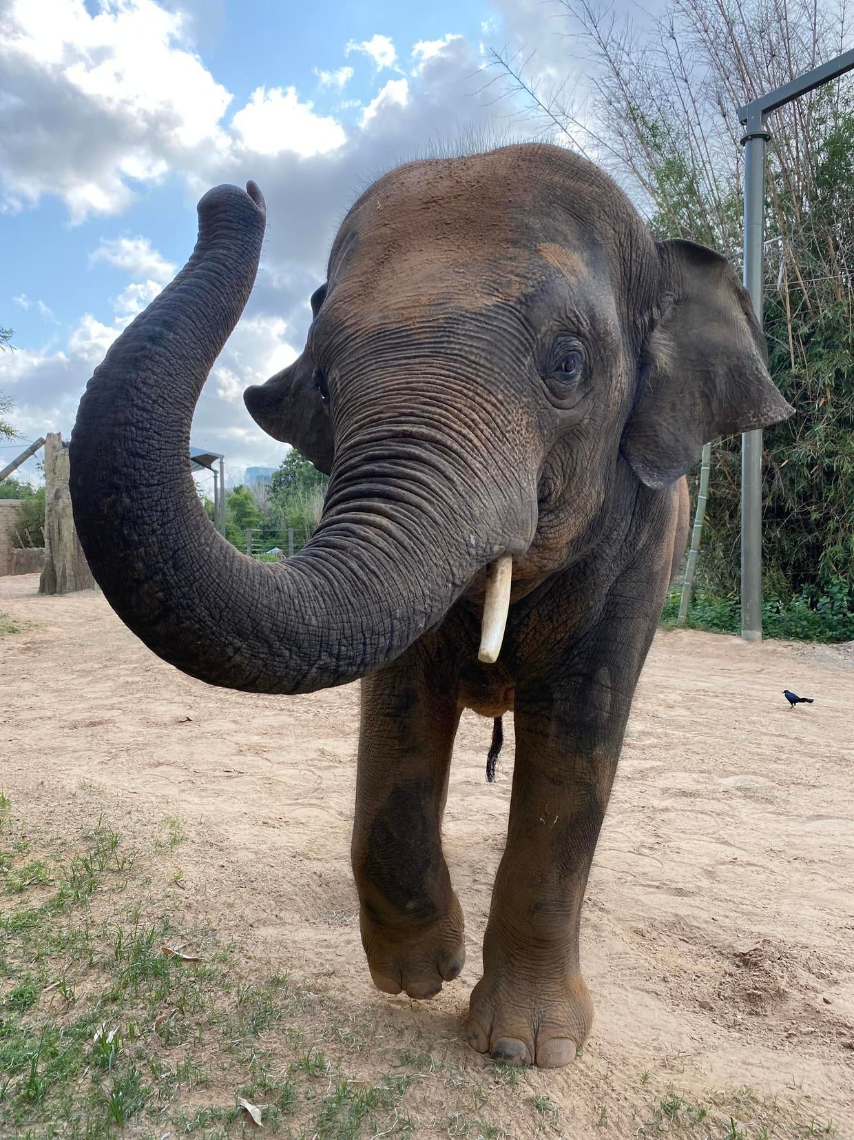 Denver Zoo welcomes in new Asian elephant 