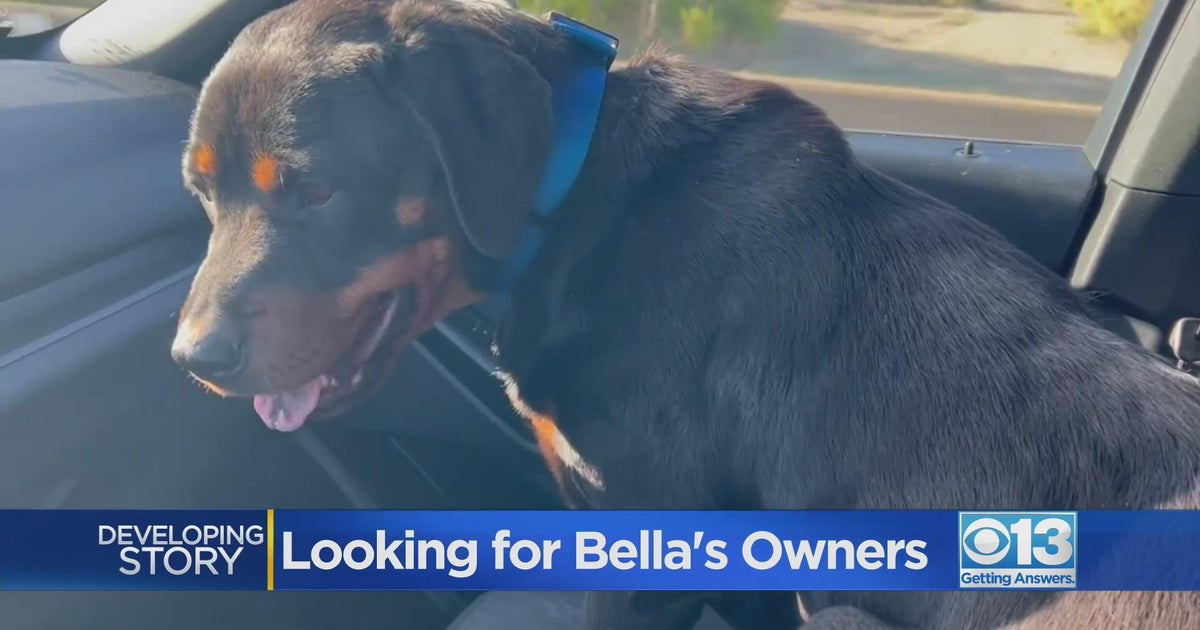 Owners of dog rescued by CBS13 photographer still haven’t come forward