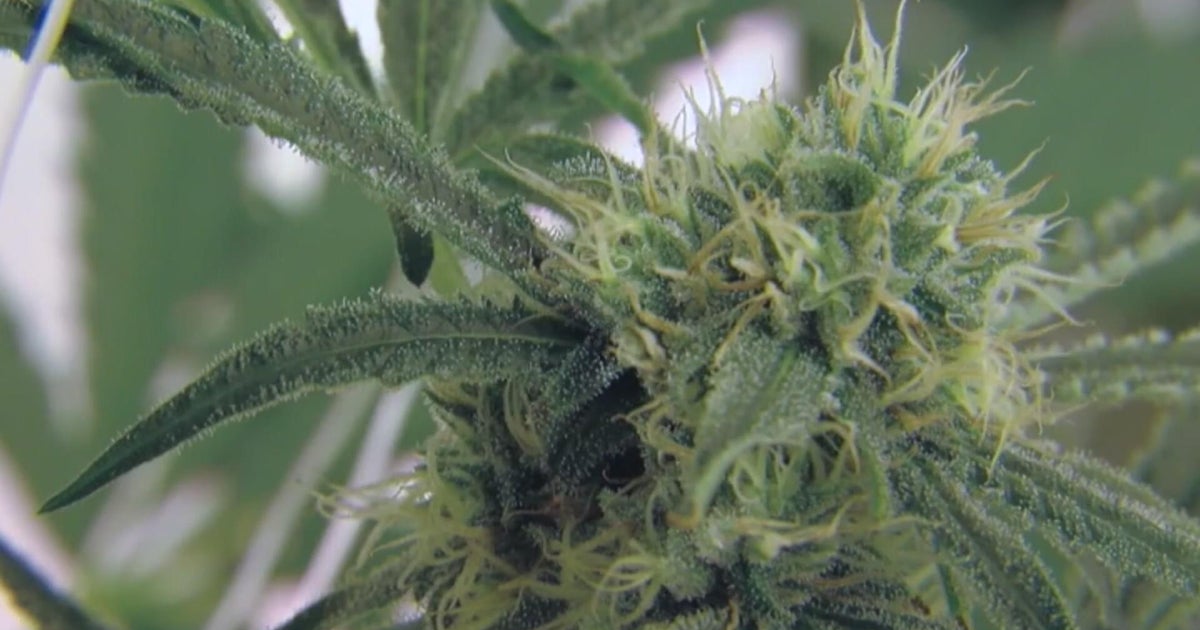 Minnesota Senate and House to work out differences in marijuana bill ...