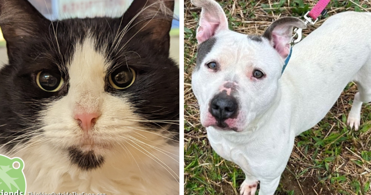 Adoptable pets Chia and April: Furry Tails