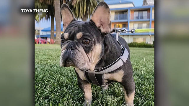 These Bay Area French bulldogs are the official team support animals for  the San Francisco 49ers - ABC7 San Francisco