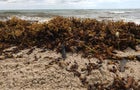 0501-cmo-floridaseaweed-bojorquez-1929312-640x360.jpg 