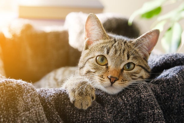 Is pet insurance worth it for cats?