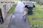 West Virginia Bear Scare 