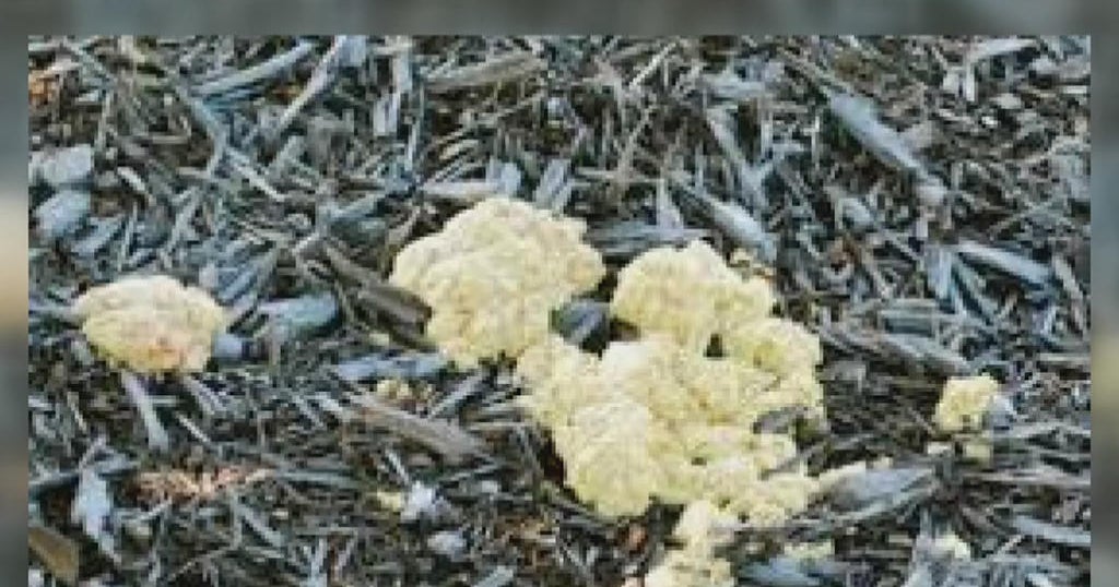 'Dog vomit mold' coming thanks to a mild winter, what you can do to