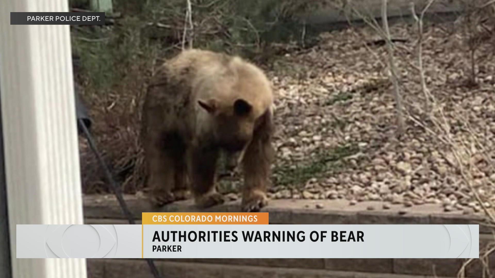 Parker police issue warning about bear seen near Gold Rush Elementary School