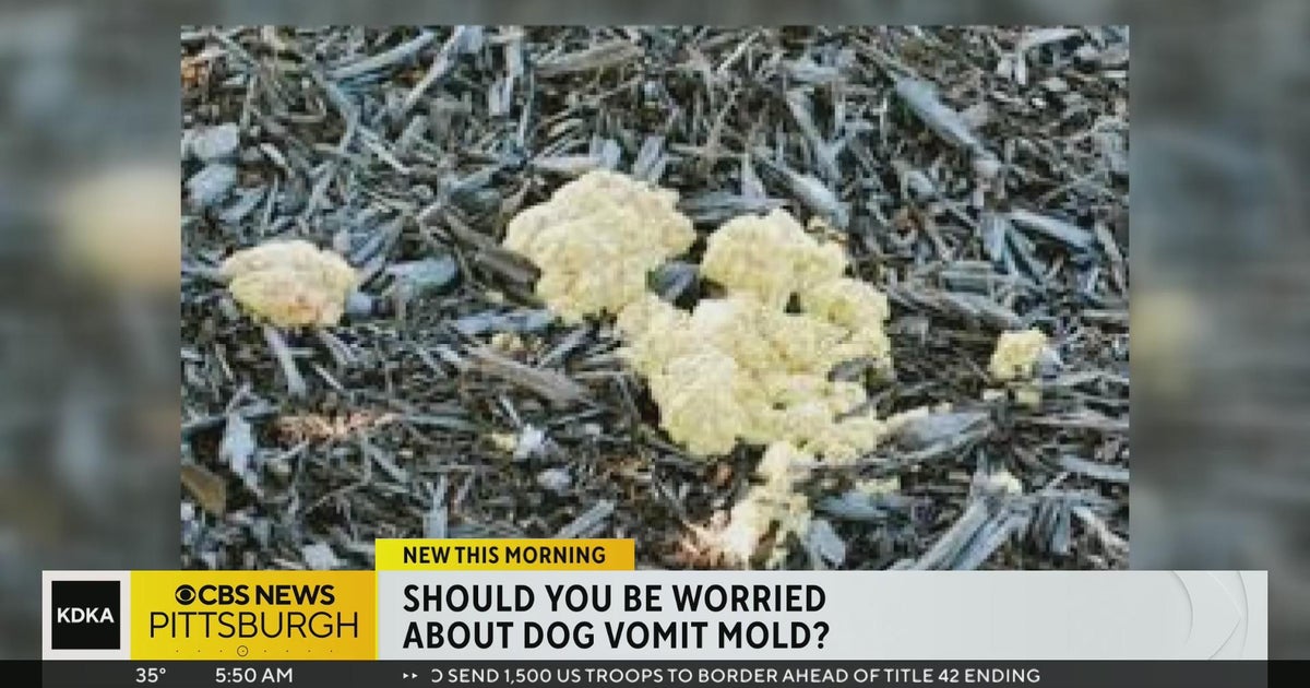 'Dog vomit mold' is it harmful to our health? CBS Pittsburgh
