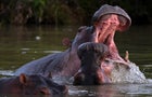 COLOMBIA-ANIMAL-HIPPO-ESCOBAR 