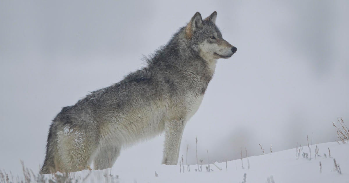 Wolf Reintroduction Plan Passes Final Draft - CBS Colorado