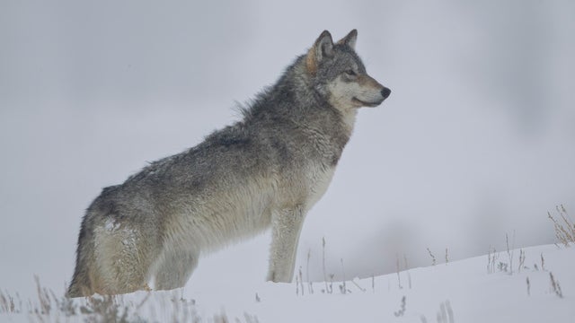 Gray Wolf in winter snow 
