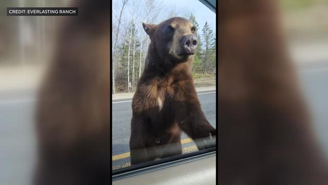 10p-pkg-bear-sightings-wcco3b8m.jpg 