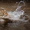 Remains found inside crocodiles believed to be missing fisherman