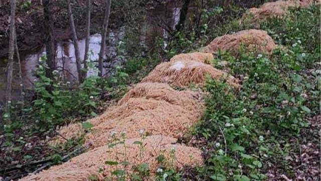 pasta.jpg 