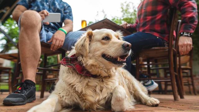 Cute dog sitting with his owner in a local beer brewery 