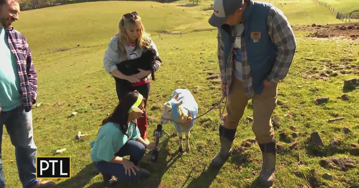 Running of the Wools' mascot Baaaaarbara Woolters CBS Pittsburgh