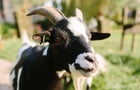 Male goat looking into the camera 