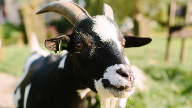 Male goat looking into the camera 