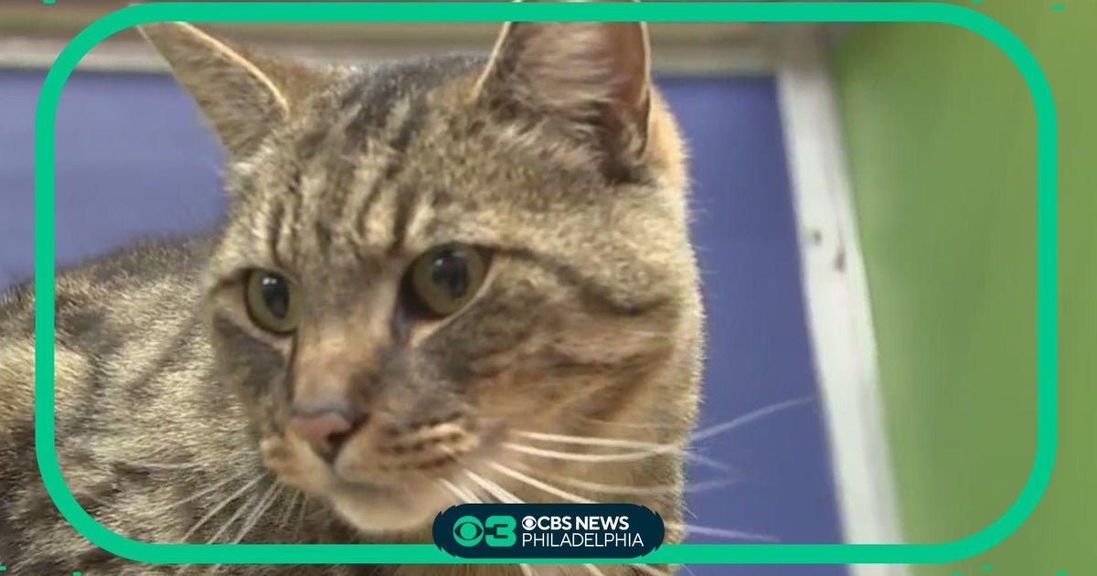 Pet Project: Cats and dogs available to adopt at PSPCA - CBS Philadelphia