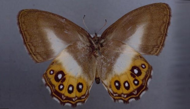 Researchers name butterfly species after Lord of the Rings villain Sauron