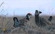 Extended Nature Video: Prairie chickens 