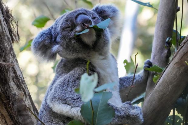 Wild koalas get chlamydia vaccine in first-of-its kind trial to protect the beloved marsupials
