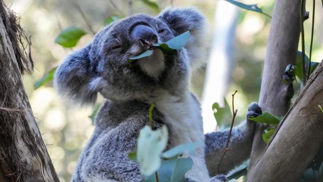 Koala Chlamydia Vaccinations 
