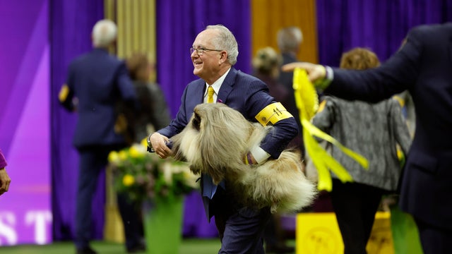 147th Annual Westminster Kennel Club Dog Show Presented by Purina Pro Plan 