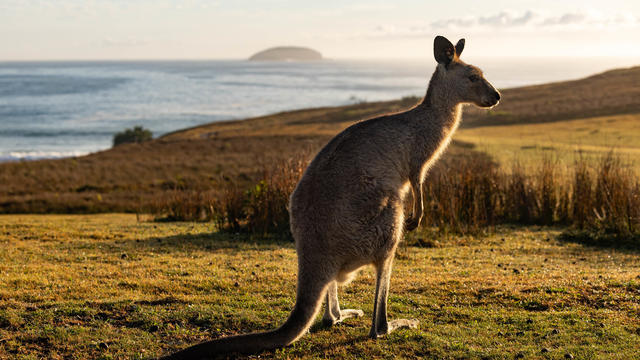 A kangaroo boom could be looming in Australia. Some say the solution is to shoot them before they starve to death.