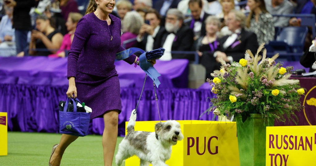 Which breed won the westminster best sale dog show