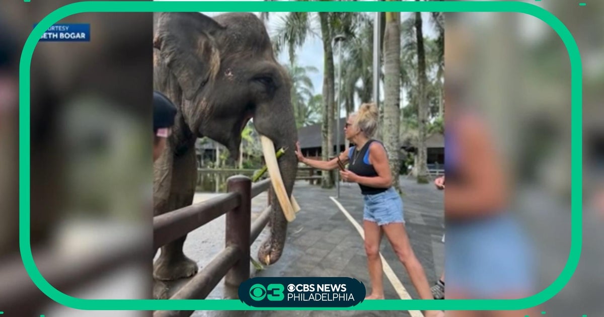 Woman recounts being bitten by elephant during Bali vacation CBS