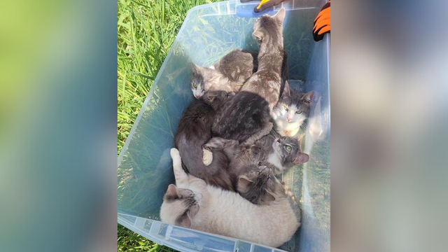 kdka-37-cats-found-in-field.png 