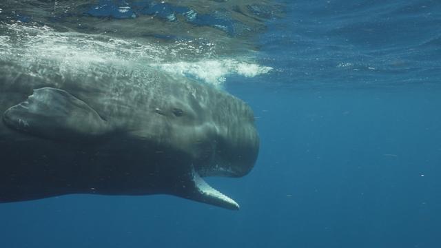 0511-60-whale-1960715-640x360.jpg 
