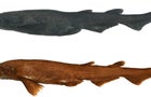 jfb15415-fig-0002-m.jpg 