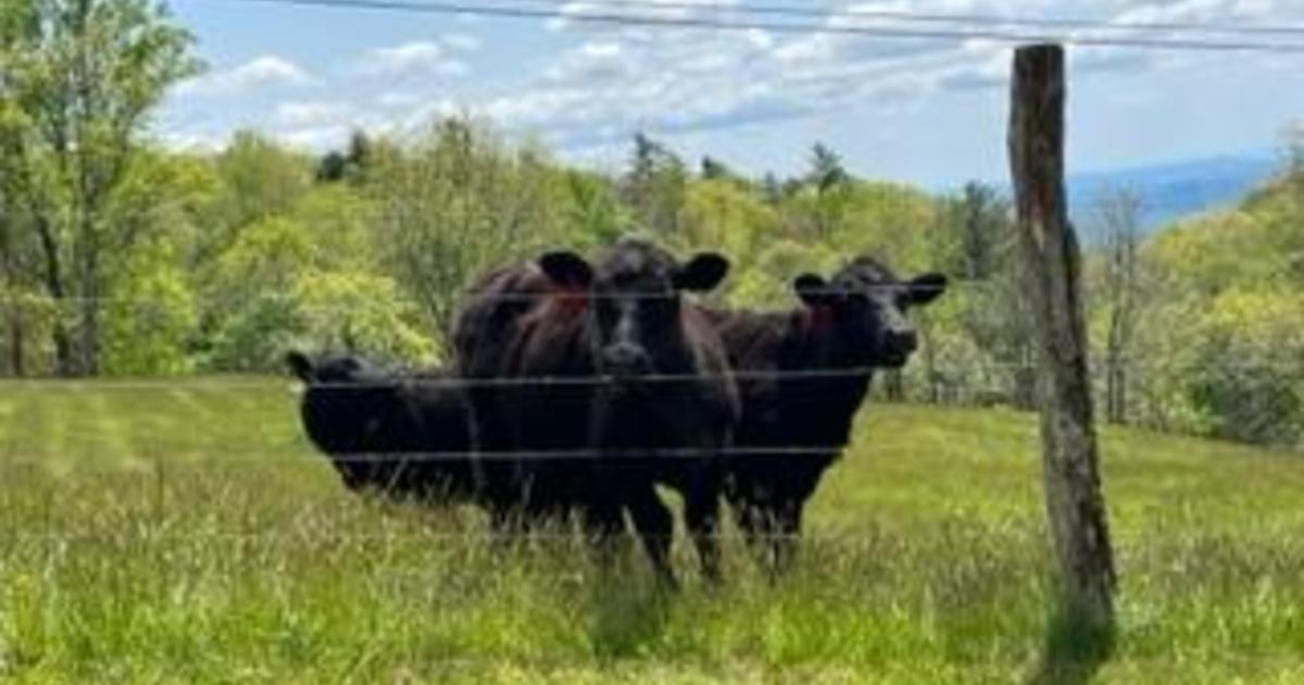 After man flees traffic stop, cows lead officers "directly to where the suspect was hiding," North Carolina police say
