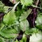 121 people hospitalized in Moscow with rare food poisoning