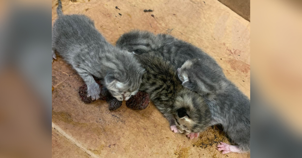 Pittsburgh EMS saves newborn kittens with umbilical cords wrapped Pittsburgh EMS saves newborn kittens with umbilical cords wrapped