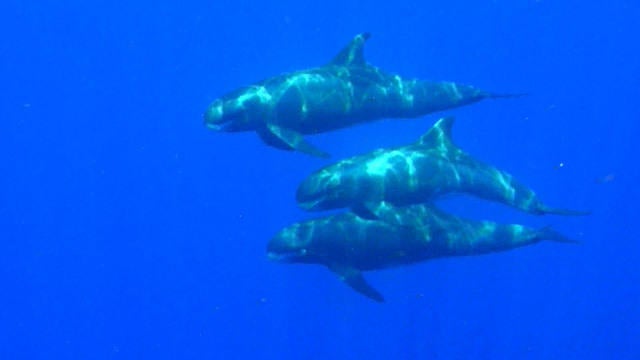 0512-cbsm-60mwhales-vega-1962893-640x360.jpg 