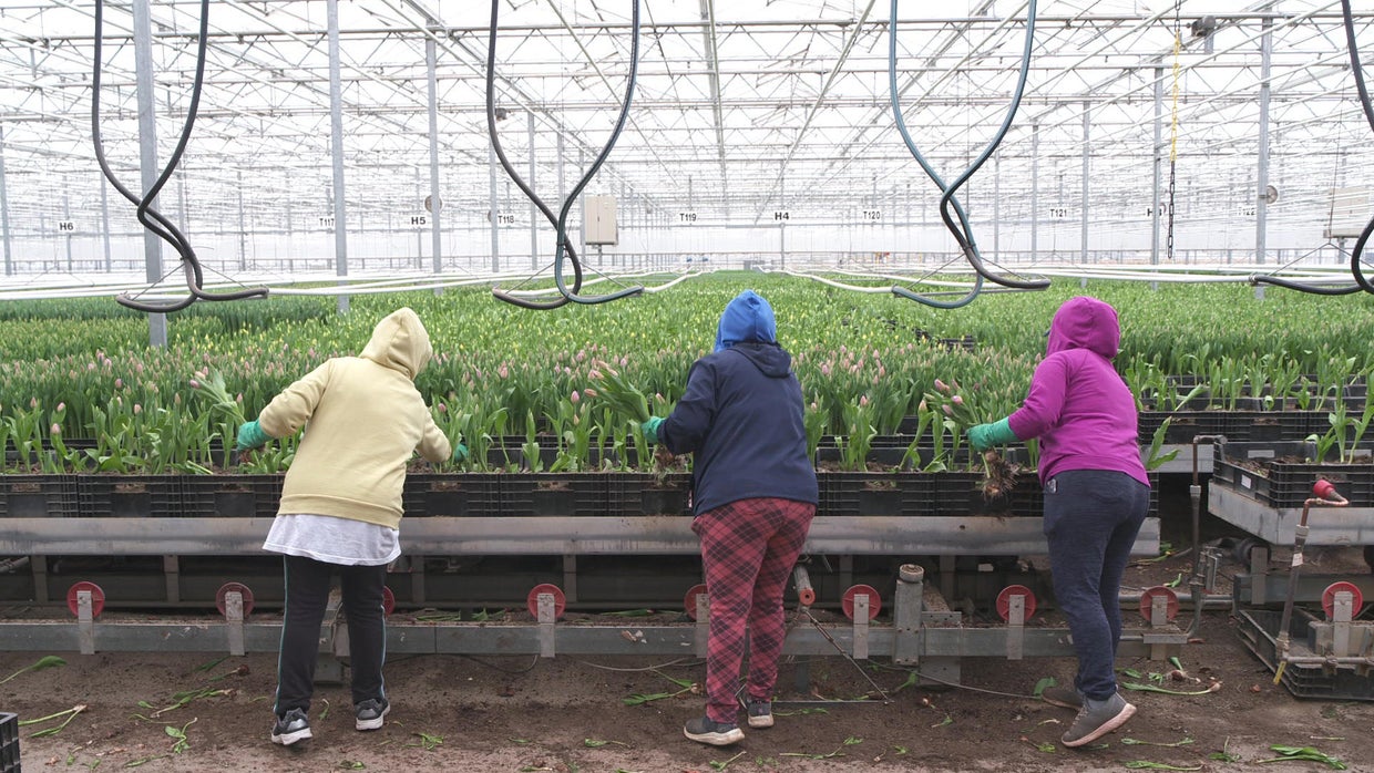 Tiptoeing through the tulips - CBS News