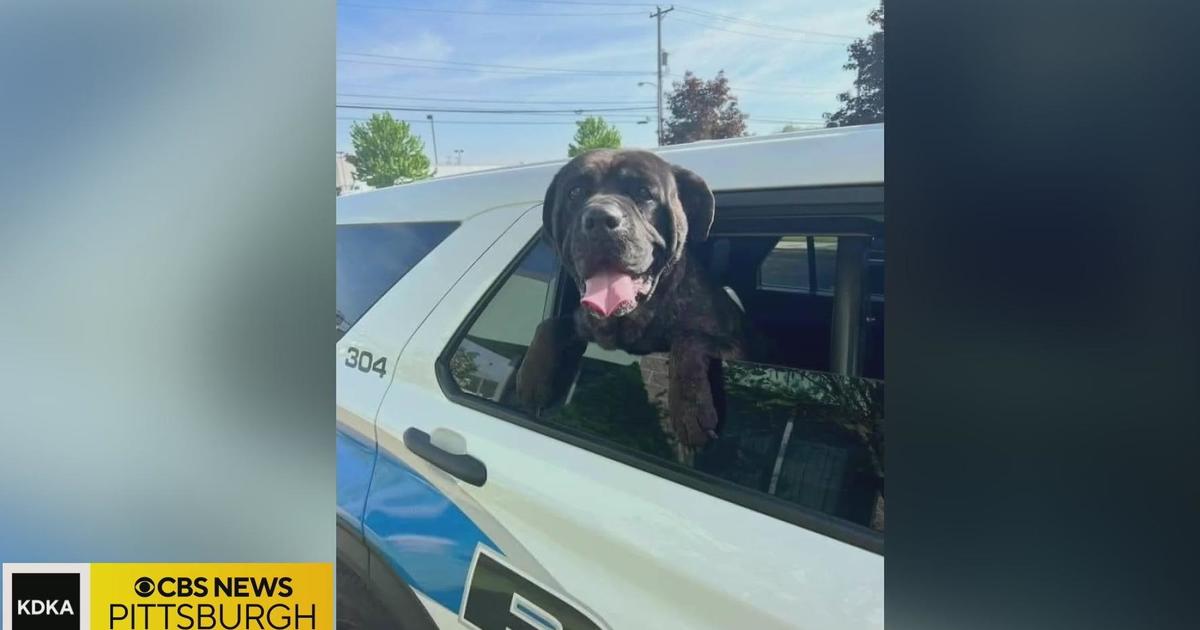 Ambridge police shoot, kill dog in station parking lot while searching for  its owner