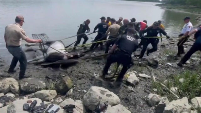 About a dozen NYPD members use a rescue glide to pull a horse out of muddy water. 