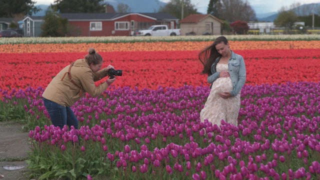 tulips-baby-bump.jpg 