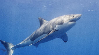 Sharks tracked off Atlantic coast by OCEARCH 