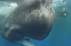 0514-60mins-vega-whalevideo-1967783-640x360.jpg 