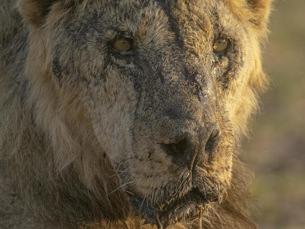 Kenya Lions Killed 