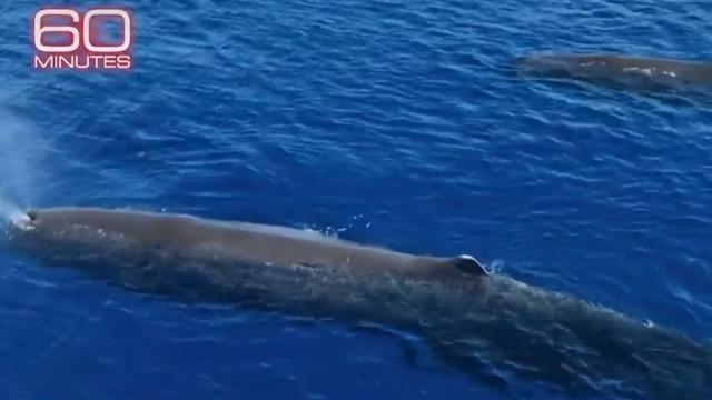 cbsn-fusion-60-minutes-explores-the-importance-of-sperm-whales-thumbnail-1969733-640x360.jpg 