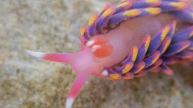 Extremely rare bright rainbow sea slug found in U.K. rock pool