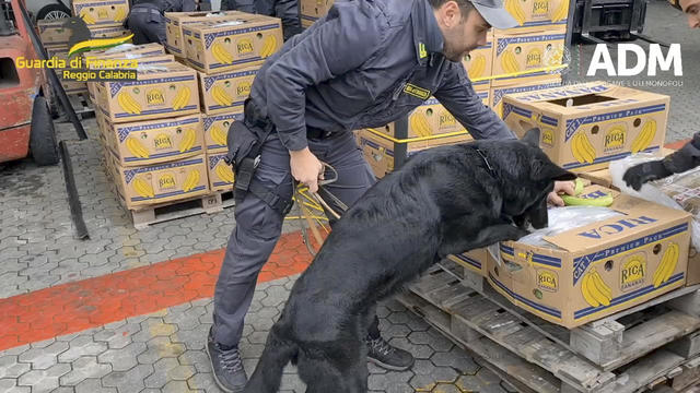 Italian police dog sniffs out 3 tons of cocaine hidden in banana shipment