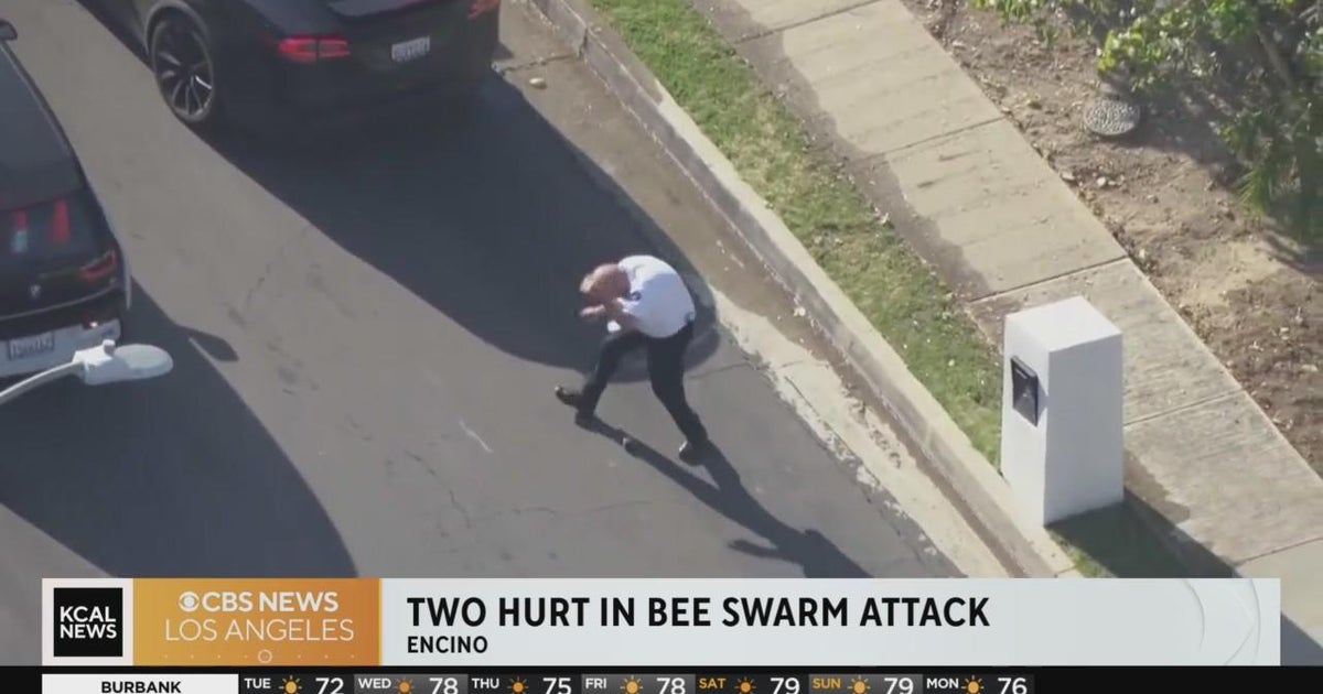 Encino bee swarm LAPD volunteer hospitalized; others stung CBS Los