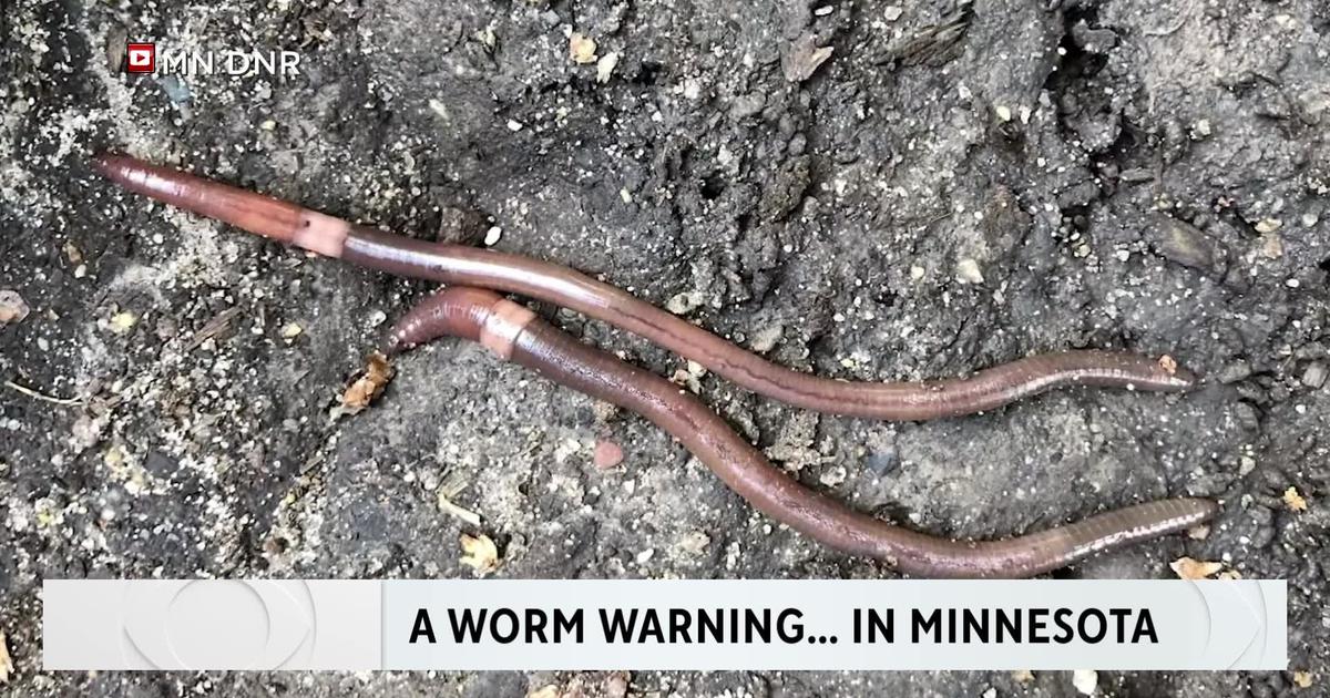 All Minnesota worms are invasive, but which ones do you need to worry  about? An expert weighs in - CBS Minnesota